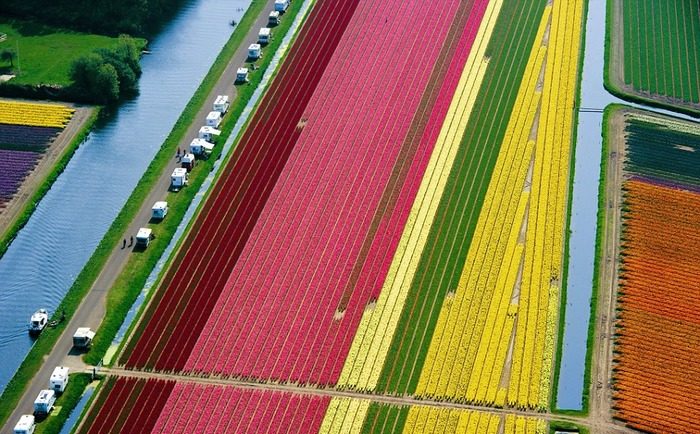 тюльпановые поля с неба