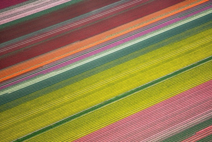 тюльпановые поля цветные пятна сверху