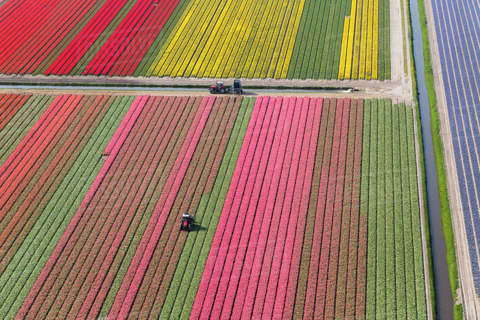 тюльпановые поля трактор в цветочном поле