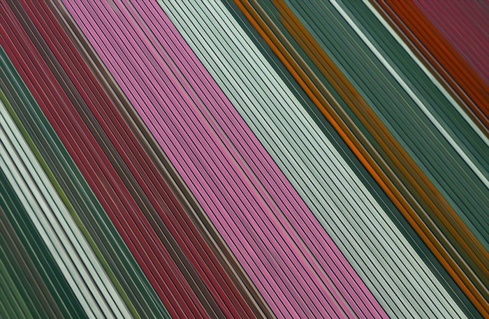 тюльпановые поля цветные полосы