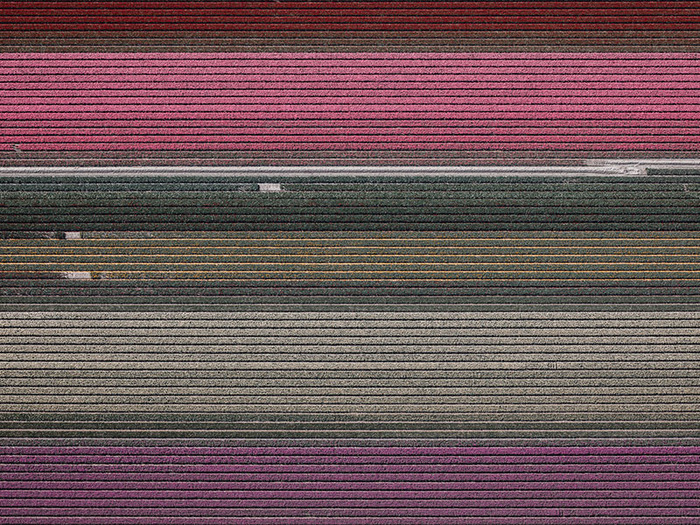 тюльпановые поля цветочные поля