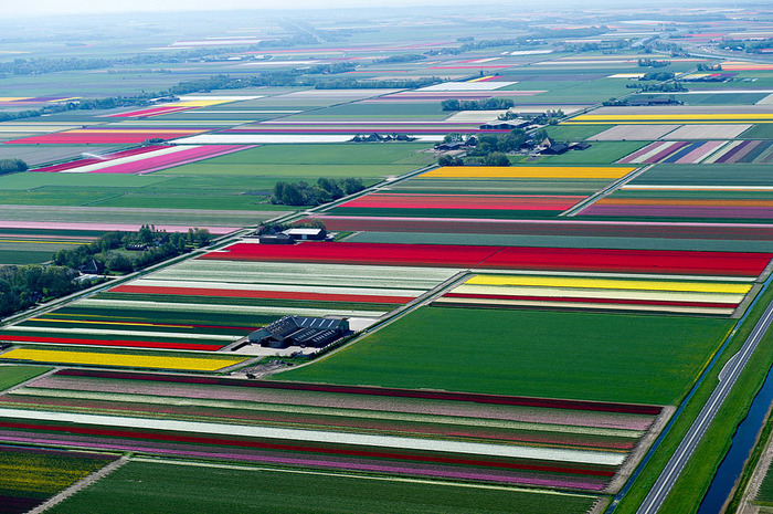 тюльпановые поля голландские тюльпаны сверху