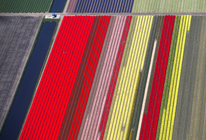 тюльпановые поля яркие полосы