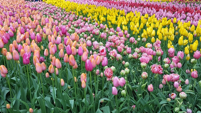 кекенхоф 2019 цветные тюльпаны