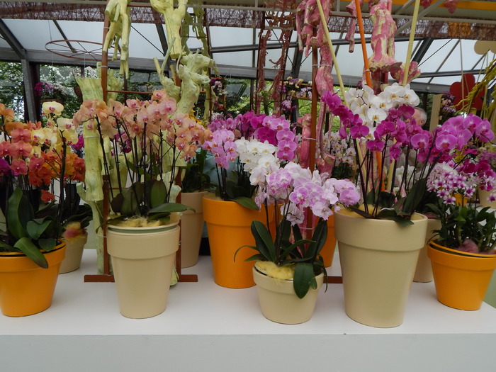 кекенхоф 2019 орхидеи цветные