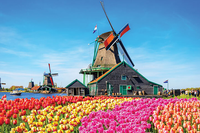 голландские мельницы1 в поле тюльпанов
