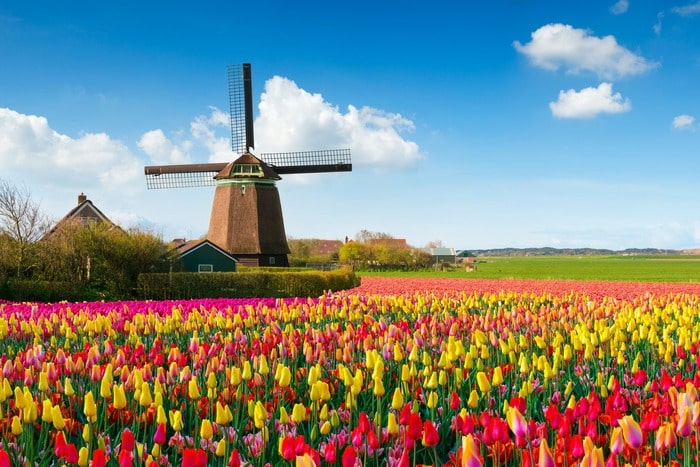 Тюльпановые поля в Нидерландах