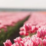 Нидерланды и коронавирус тюльпановые поля